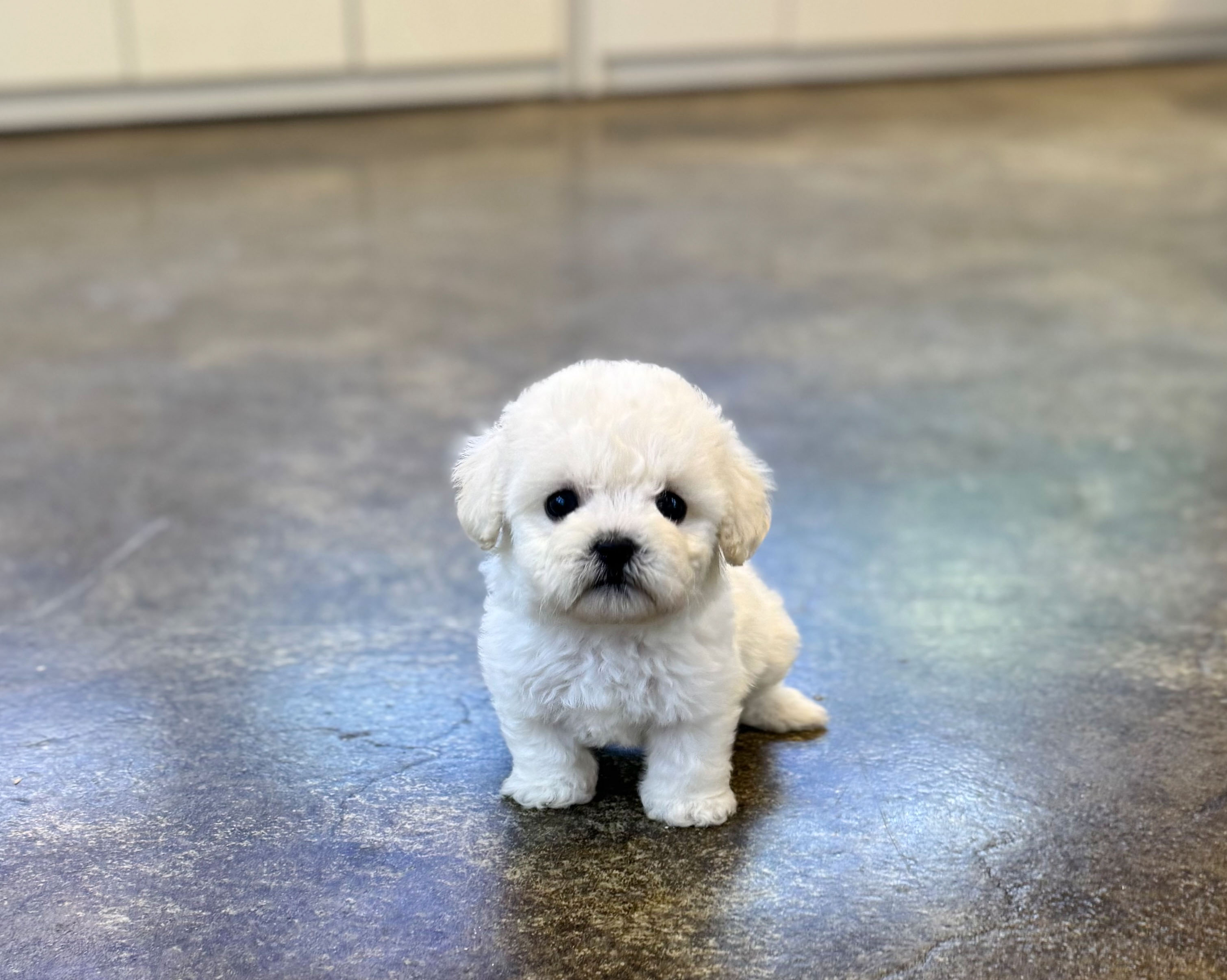 미니비숑분양합니다(10만원부터)